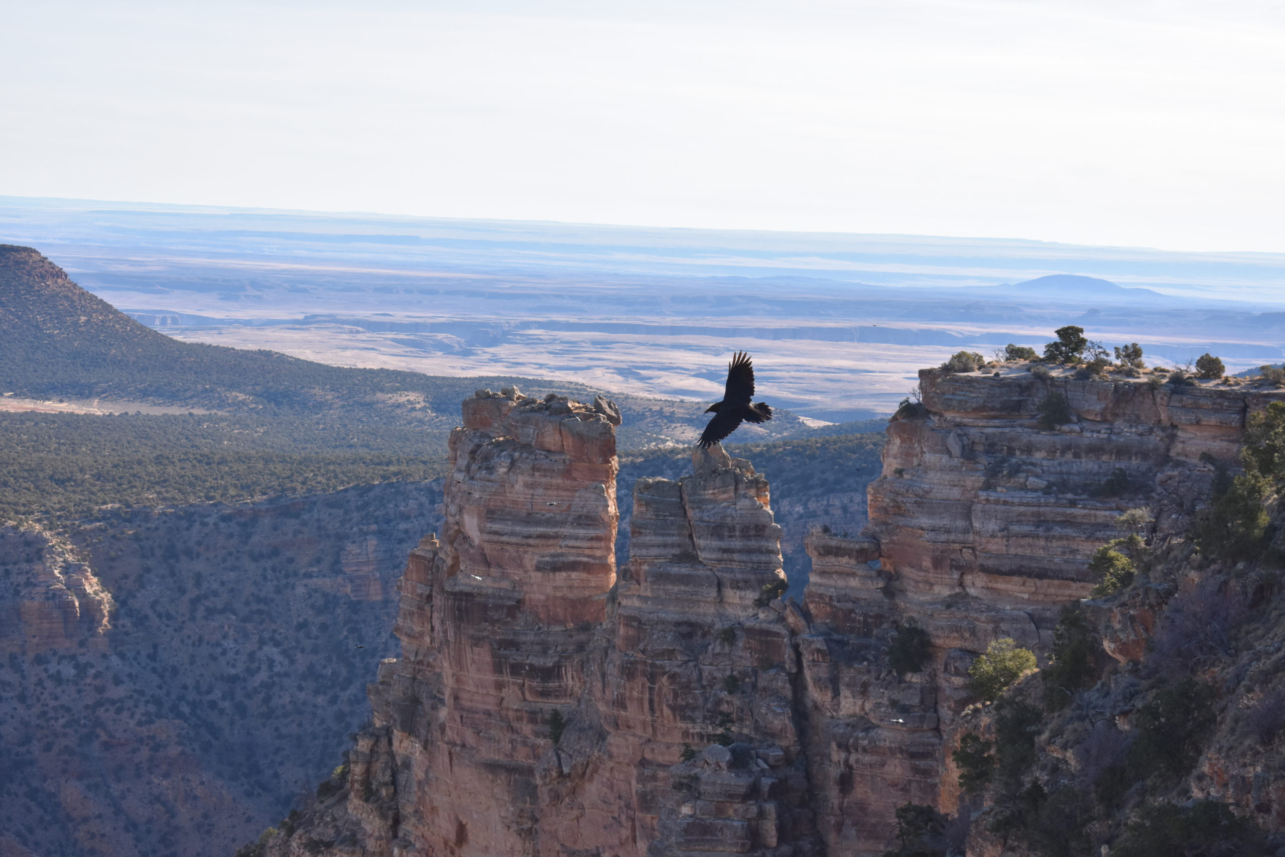 One Wild Trail - Grand Canyon